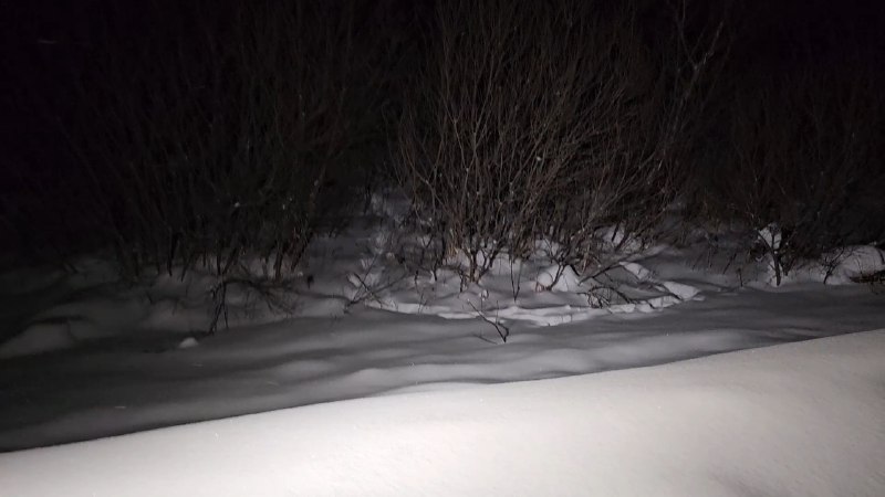 В городском округе Клин люди обеспокоились судьбой лосенка (12+)