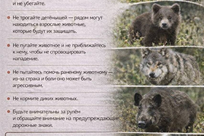 Меры предосторожности и правила поведения при встрече с дикими животными