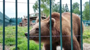 Парк-приют «Земля прайда» в Клину планирует открыть «Медвежью&hellip;