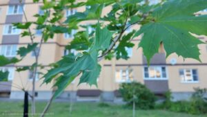 На улице Профсоюзная высадили сирень, липы и клены.&hellip;