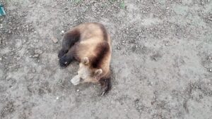 Осторожно, медведи! (12+)